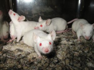 lab-mice
