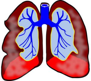 lungs-vector